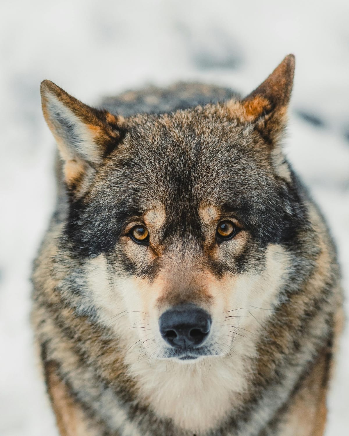 Rovdyrpolitikk i bakvendtland